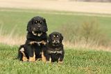 DOGUE DU TIBET 359